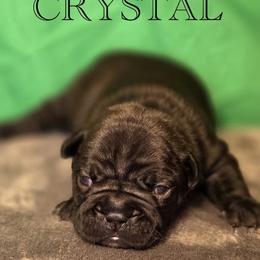 Crystal - Black female French Bulldog puppy in Capitol Heights, Maryland from Heritage Bully Co.