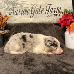 Ella - White and blue merle female Border Collie puppy in Moody, Texas from Narrow Gate Farm