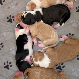 Bernedoodles from Asbury & Co Farms