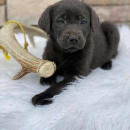 Dilute Retriever and Miniature Schnauzer Puppies from East Front Labradors & Treasure State Schnauzers