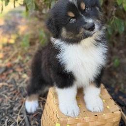Linus - Black tri-color male Australian Shepherd puppy in Fresno, California from Luna Lane Aussies