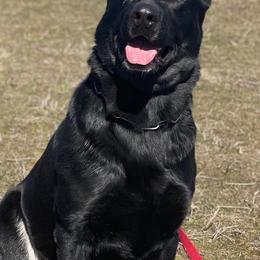 Cherry - German Shepherd