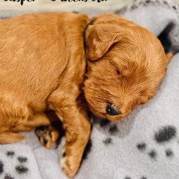 Jasper - Apricot male Goldendoodle puppy in Beaverton, Oregon from Mini Goldendoodles