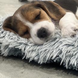 Beagle Puppies from Leslie Beagles of Leslie Farm