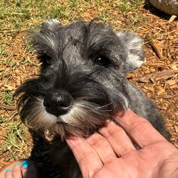 Minnie pearl - Black and silver female Miniature Schnauzer puppy in Moreno Valley, California from Sheila's Schnauzers