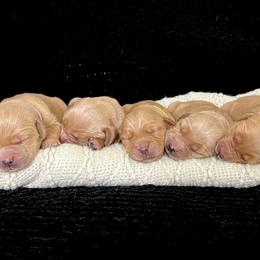 Golden Retrievers from New Beginnings Acres