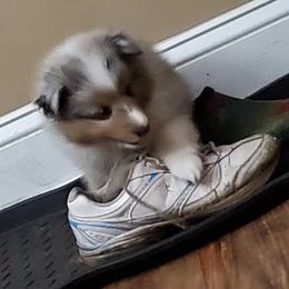 Shetland Sheepdog Puppies from Hawks Acres Shetland Sheepdogs