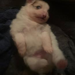 Girl 1 - White female Pomeranian puppy in Gotha, Florida from Jazzi’s Poms