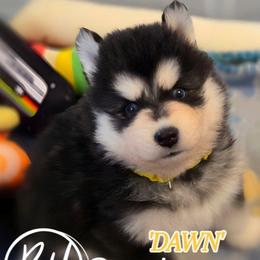 Dawn - Black and white female Pomsky puppy in Norfolk, Virginia from 'Brick'House Couture Pomskies