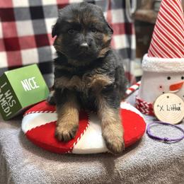 Xiva - Purple - Black and red female German Shepherd puppy in Iola, Wisconsin from DeFelice's German Shepherds