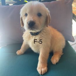 Blue - Light golden female Golden Retriever puppy in Coppell, Texas from Emily Goetting