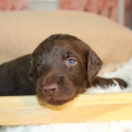 Blue collar - Chocolate male Labradoodle puppy in Grants Pass, Oregon from Oregon Valley Pups