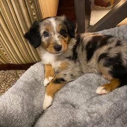 Australian Shepherd Puppies from Sweets' Cattle Co and Australian Shepherds