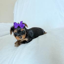 Yorkshire Terrier Puppies from TheDogHouse