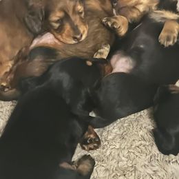 Dachshund Puppies from Simply Southern Doxies
