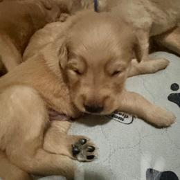 Black Collar - Golden male Golden Retriever puppy in Tulsa, Oklahoma from Triple J Goldens, LLC
