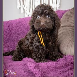 Damien - Brown male Cockapoo puppy in Connersville, Indiana from Deaz Doodle Ranch