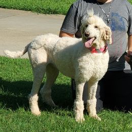 Princess - Poodle