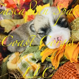 American Corgi and Pembroke Welsh Corgi Puppies from Cascadian Space Coast Corgis LLC