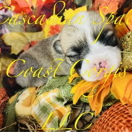 American Corgi and Pembroke Welsh Corgi Puppies from Cascadian Space Coast Corgis LLC