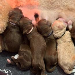 Mint Collar - Chocolate female Goldendoodle puppy in Blanchard, Oklahoma from Dream Doodles by Dondi