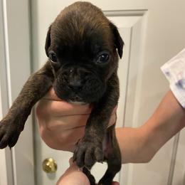 Taurus - Brindle male Boxer puppy in Custer, South Dakota from Tracy's Boxers