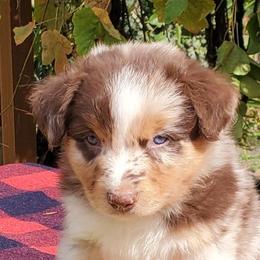 Bergy - Red merle male Australian Shepherd puppy in Cottage Grove, Oregon from Farmstead Aussies
