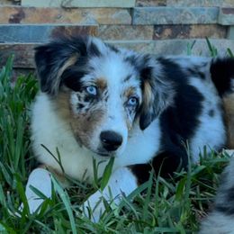 Sasha - Miniature American Shepherd