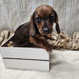 Willow 2000 - Red female Dachshund puppy in Anaconda, Montana from Montana Country Dachshunds