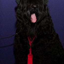 Black Russian Terriers from Beautiful Black Russian Terriers