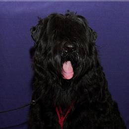 Black Russian Terriers from Beautiful Black Russian Terriers