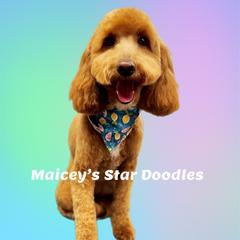Maddie - Goldendoodle