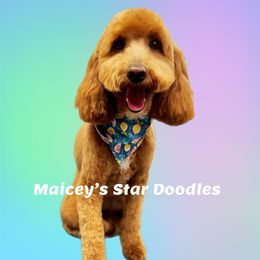 Maddie - Goldendoodle