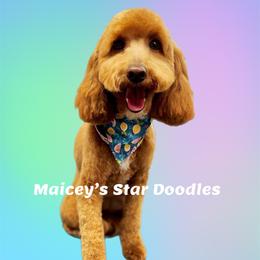 Maddie - Goldendoodle