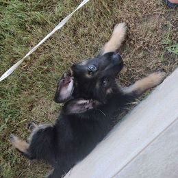 Green - Bi-color male German Shepherd puppy in Lake Charlse, Louisiana from Dettaalpha Kennels
