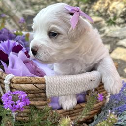 Coton de Tulear Puppies from Lavender Fields Cotons