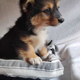 Orange collar - Black and tan female Pembroke Welsh Corgi puppy in Yelm, Washington from Tolbolton Creek Corgis