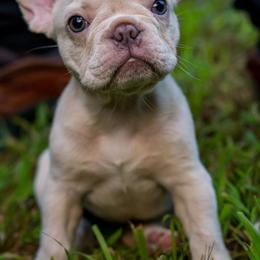 French Bulldog Puppies from Cocoskennel