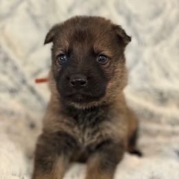Orange Boy - Sable male German Shepherd puppy in Beech Grove, Arkansas from Ze Zadnich lesu
