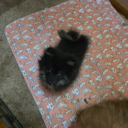 Pomeranians from Pom