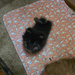 Pomeranians from Pom
