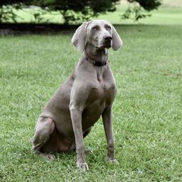 KOBE - Weimaraner