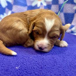 Teal collar - Apricot male Goldendoodle puppy in Denison, Iowa from Violet View Iowa Goldendoodles