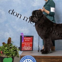 Newfoundlands from Noble Newfoundlands