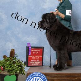 Newfoundlands from Noble Newfoundlands