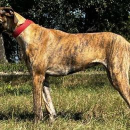 Nikki - Great Dane