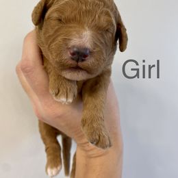 Girl 2 - Goldendoodle puppy in Morehead City, North Carolina from Shoreside Doodles