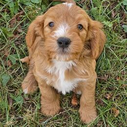 Copper - Red male Bernedoodle puppy in Crawfordsville, Indiana from Winding Creek Ranch Doodles