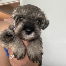 Ducky - Salt and pepper female Miniature Schnauzer puppy in Lehigh Acres, Florida from Regency Schnauzer