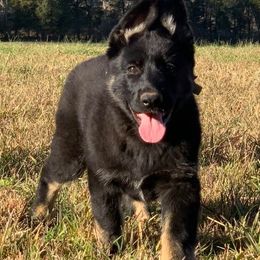 German Shepherd Puppies from StoneWall